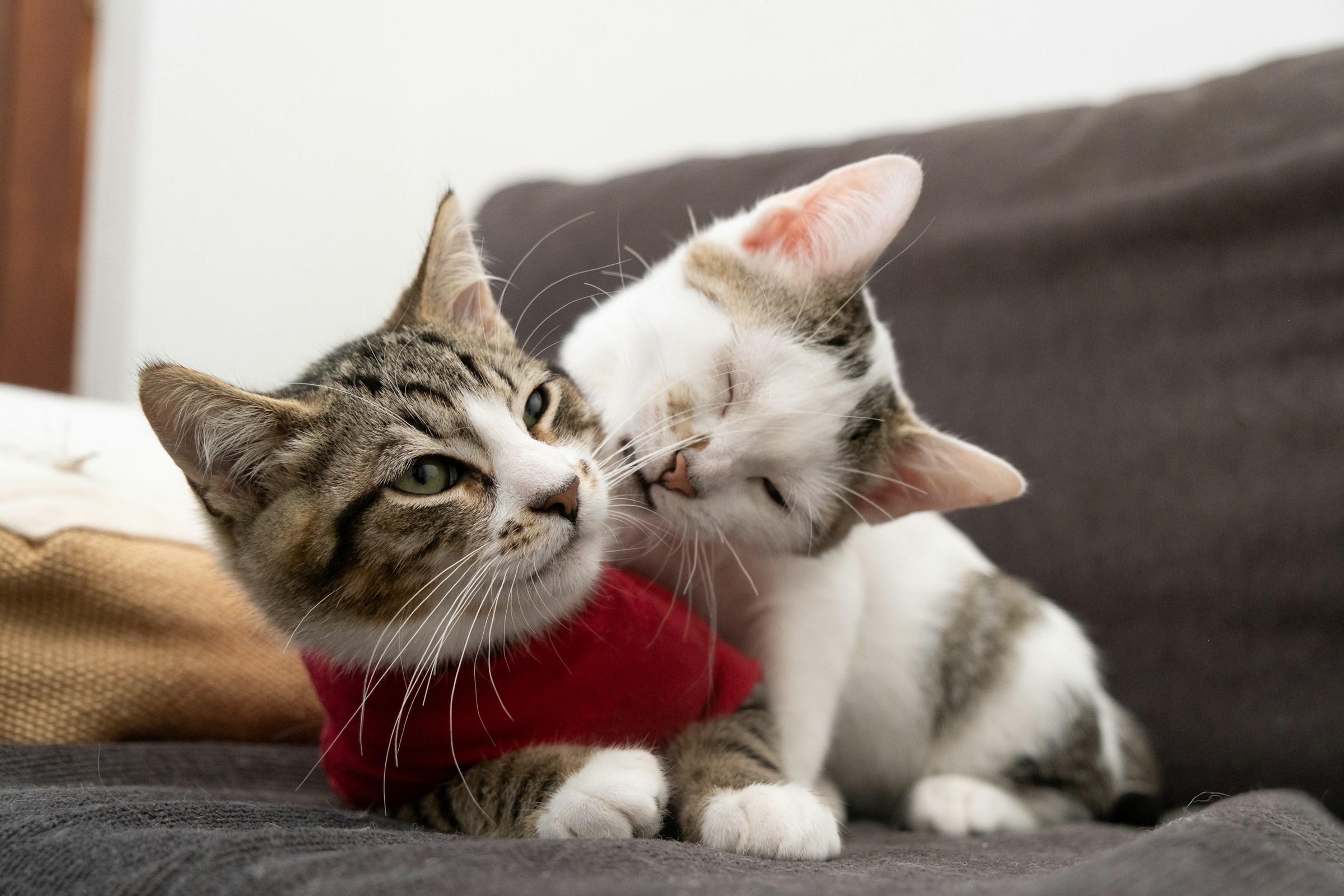 Third cat