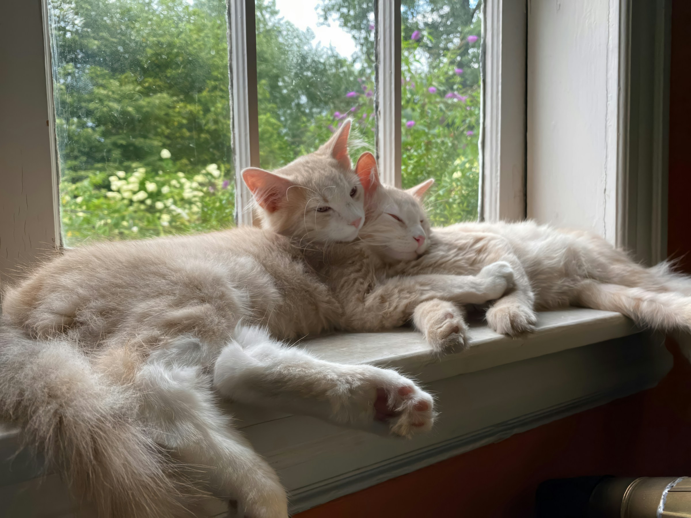 Fourth cat